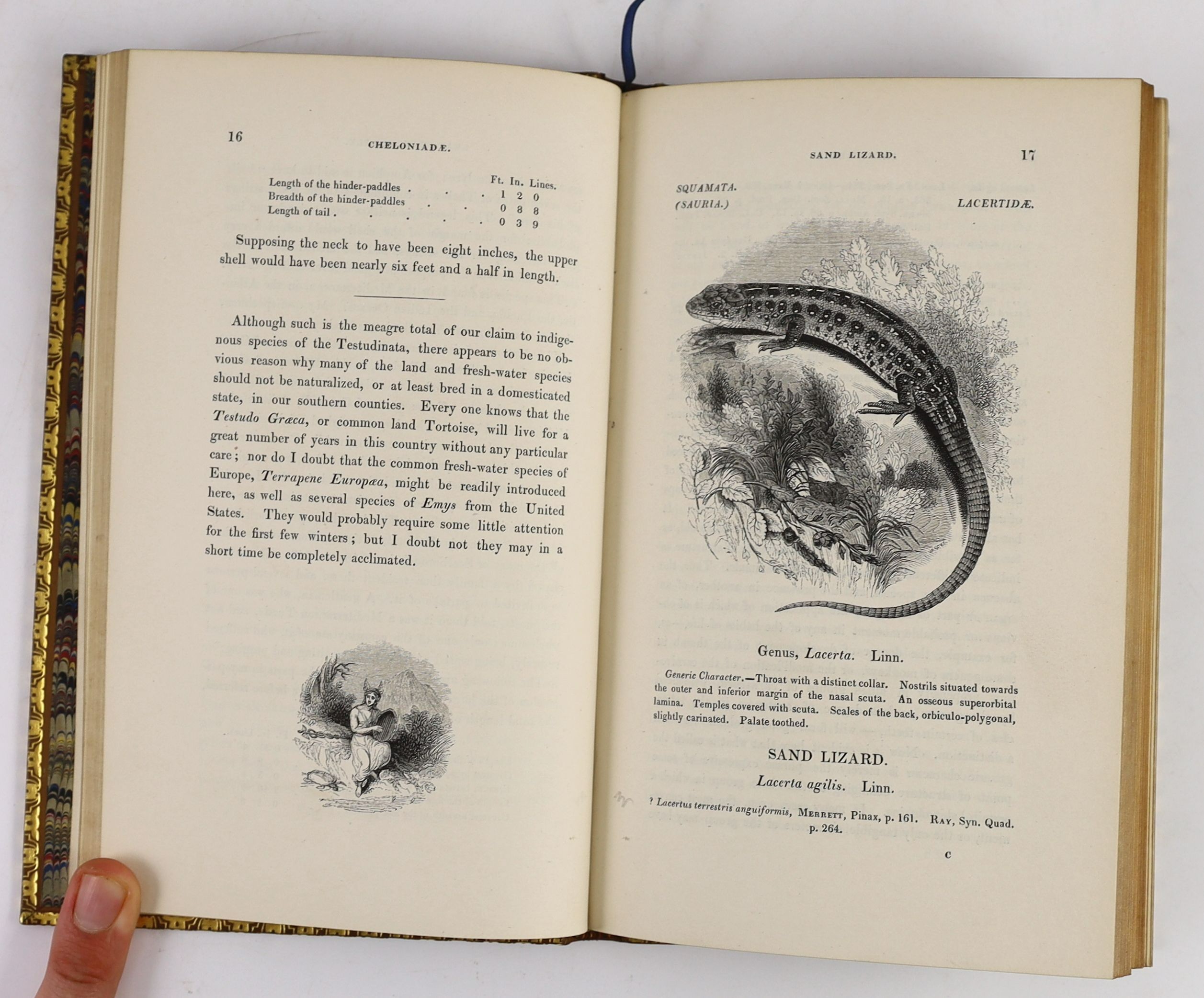 Bell, Thomas - A History of British Quadrupeds, including the Cetacea, 8vo, calf, John van Voorst, London, 1837 and A History of British Reptiles, 8vo, uniformly bound, John van Voorst, London, 1839 (2)